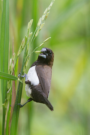 Javan munia (Lonchura leucogastroides)