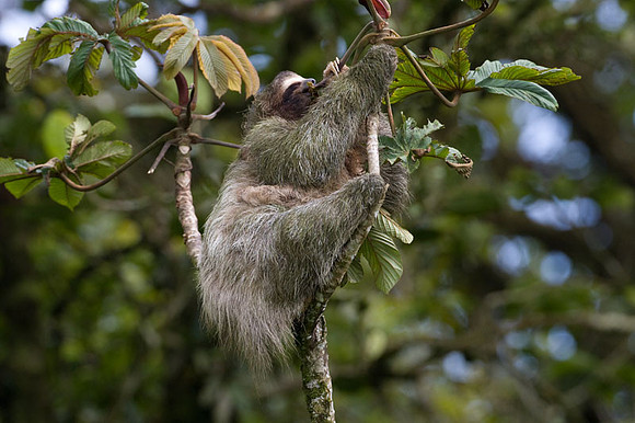 Three-toed Sloth