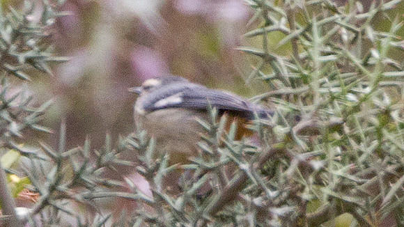 Chestnut-breasted Mountain-finch (Poospiza caesar)