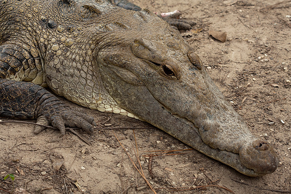Morelet's Crocodile (Crocodylus moreletii) captive