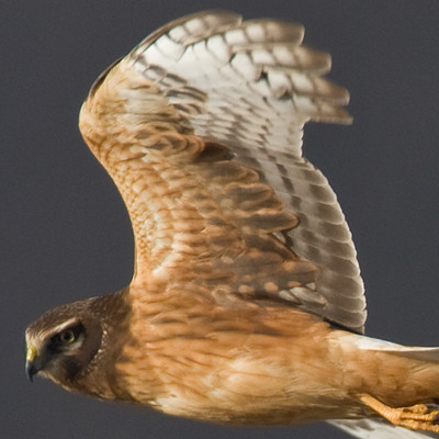 Hen Harrier (Circus cyaneus) also known as Northern Harrier