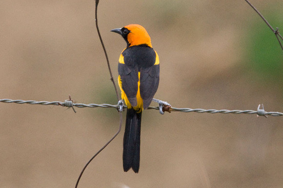 Orange-crowned Oriole (Icterus auricapillus)