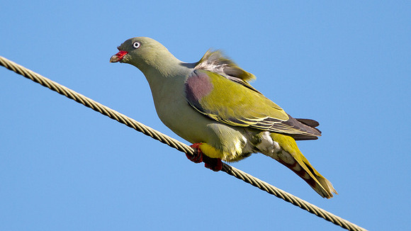 African Green Pigeon (Treron calvus)
