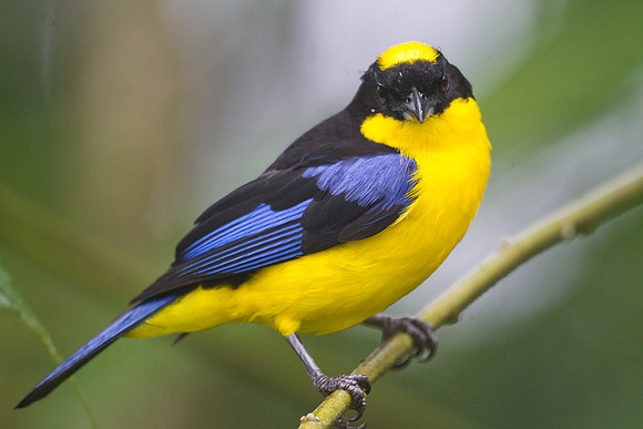 Blue-winged Mountain Tanager (Anisognathus somptuosus)