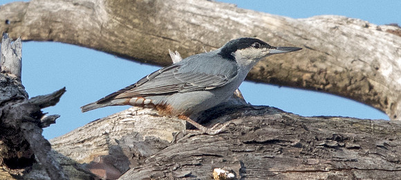 Giant nuthatch (Sitta magna)
