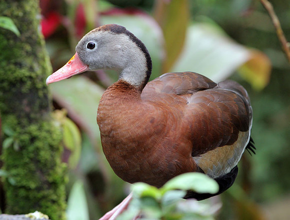 Black-bellied Whistling-duck (Dendrocygna autumnalis)