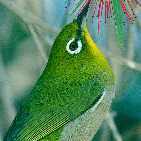 Japanese White-eye (Zosterops japonicus)