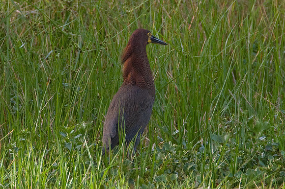 Rufescent Tiger Heron (Tigrisoma lineatum)