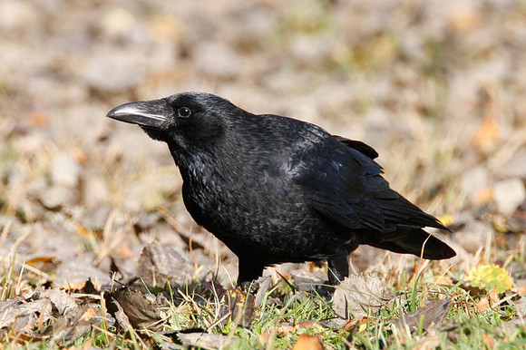 Carrion Crow (Corvus corone)