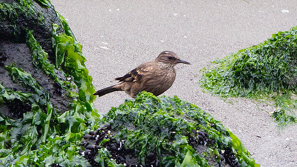 Surf Cinclodes (Cinclodes taczanowskii)
