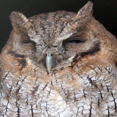 Tropical Screech Owl (Megascops choliba)
