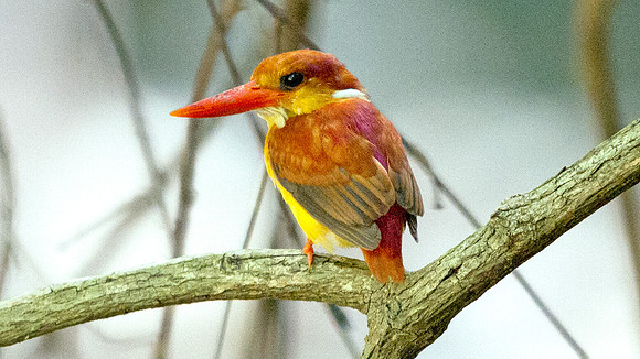 Rufous-backed kingfisher (Ceyx rufidorsa)