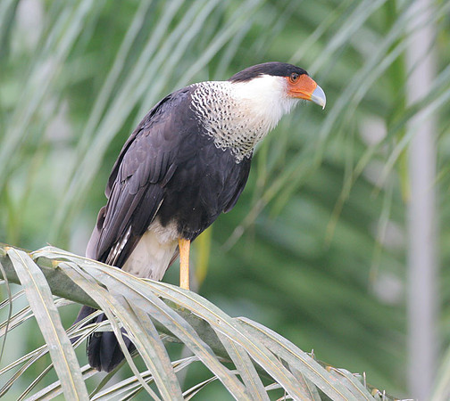 Northern Crested Caracara (Caracara cheriway)