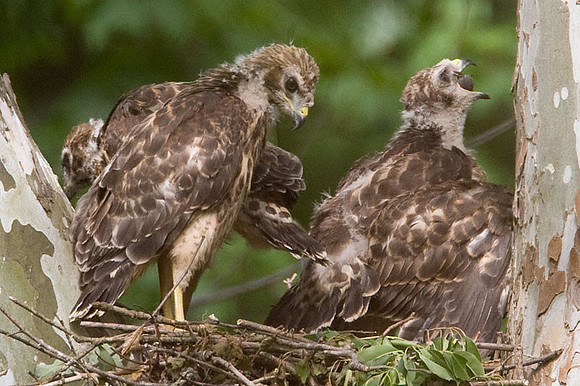 Red-shouldered Hawk (Buteo lineatus) juvenile