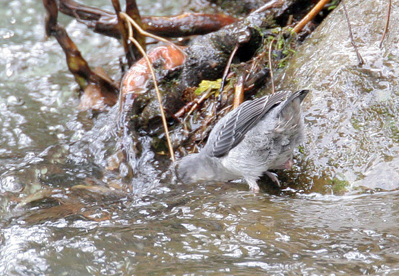 American Dipper (Cinclus mexicanus) also known as Water Ouzel