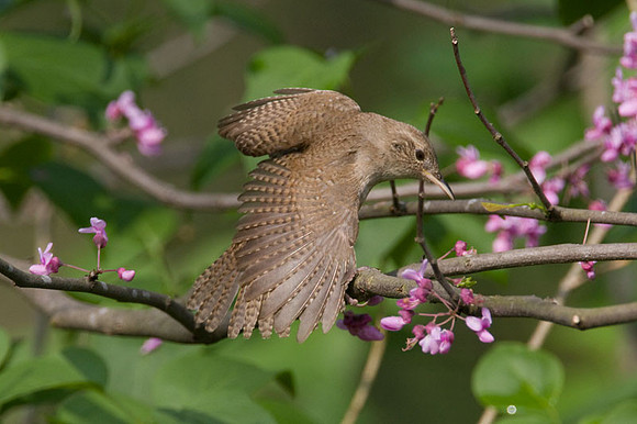 House Wren (Troglodytes aedon)