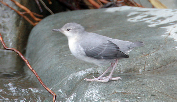 American Dipper (Cinclus mexicanus) also known as Water Ouzel