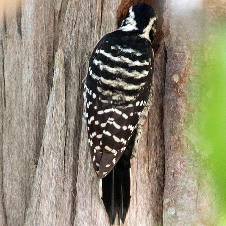 Nuttall's Woodpecker (Picoides nuttallii)