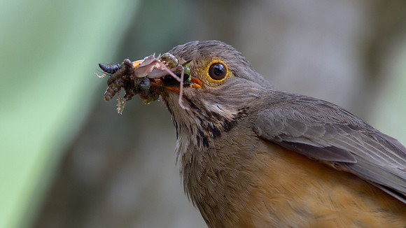 Kurrichane Thrush (Turdus libonyana)