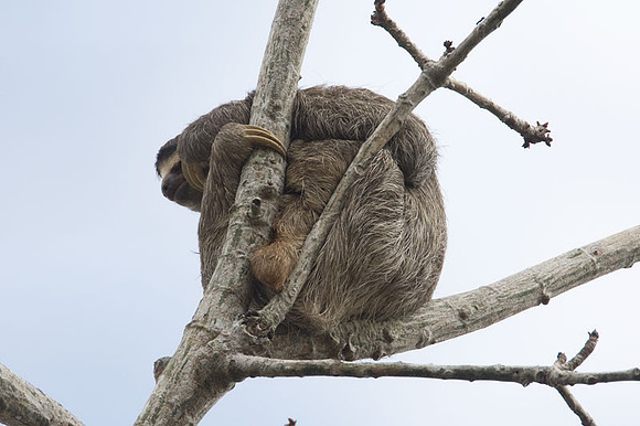 Three-toed Sloth