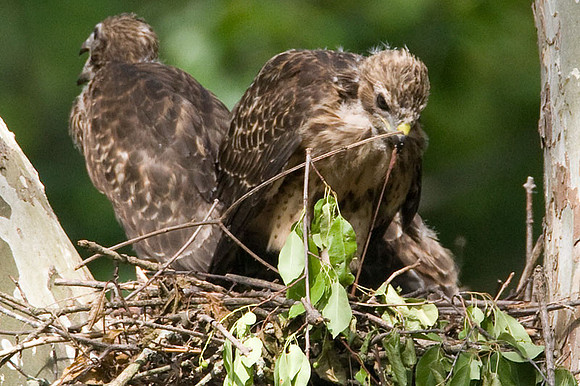 Red-shouldered Hawk (Buteo lineatus) juvenile