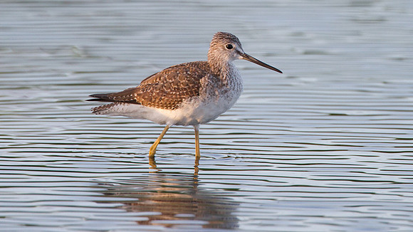 Greater Yellowlegs (Tringa melanoleuca)