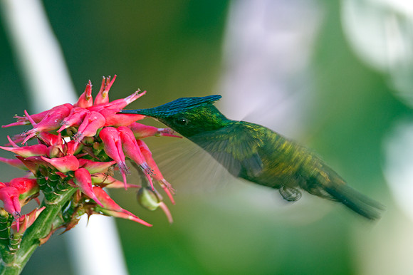 Antillean Crested Hummingbird (Orthorhyncus cristatus)