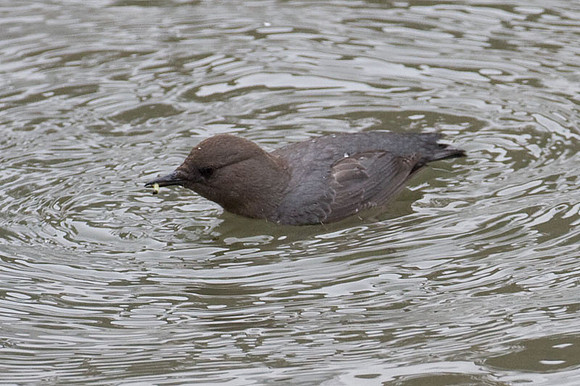 American Dipper (Cinclus mexicanus)