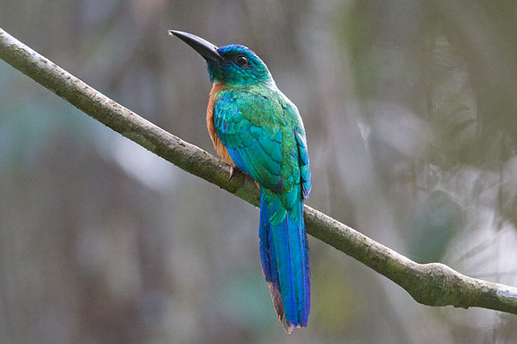 Great Jacamar (Jacamerops aureus)