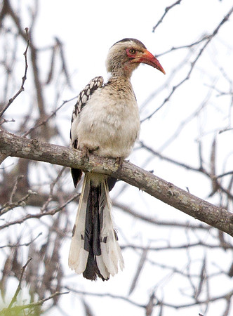 Southern Red-billed Hornbill (Tockus rufirostris)