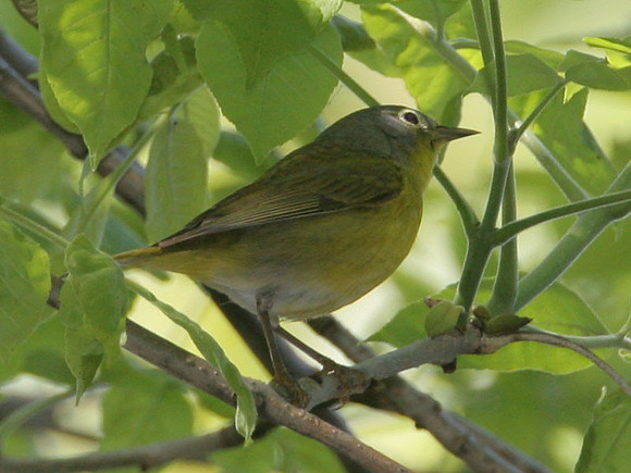 Northern Parula (Parula americana)