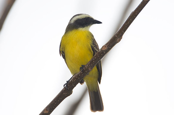 Social Flycatcher (Myiozetetes similis)