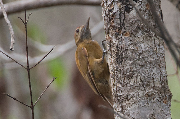 Smoky-brown Woodpecker (Veniliornis fumigatus)