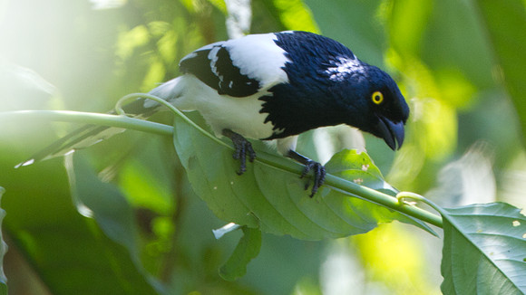 Magpie Tanager (Cissopis leveriana)