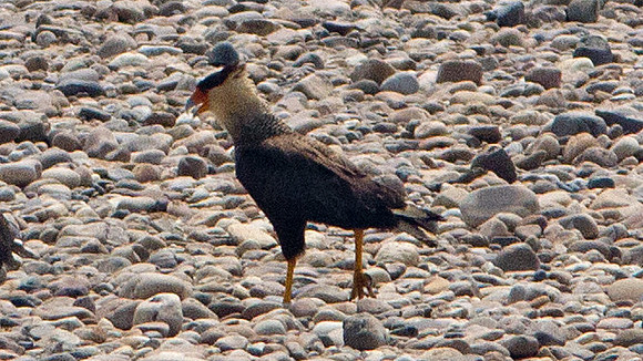 Southern Caracara (Caracara plancus)
