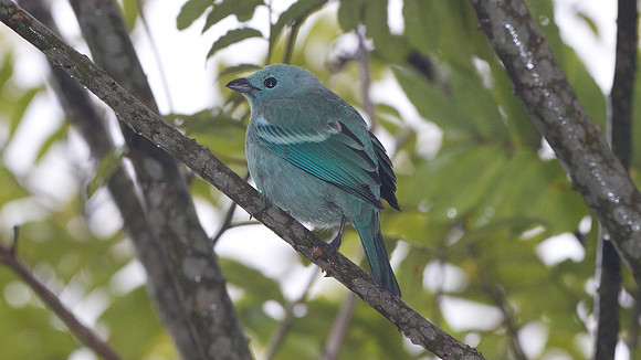 Blue-grey Tanager (Thraupis episcopus)