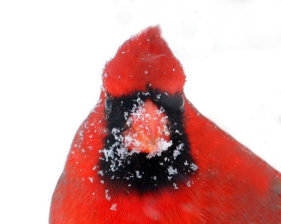 Northern Cardinal (Cardinalis cardinalis) male; also known as Common Cardinal