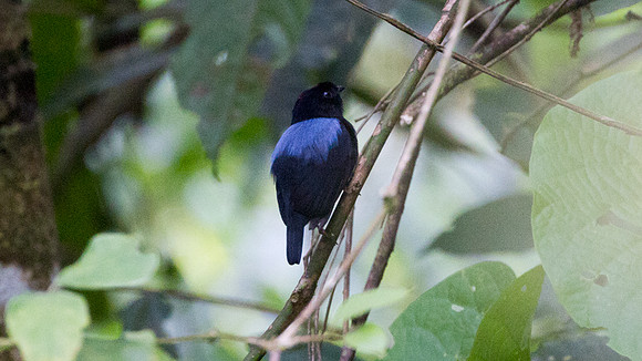 Yungas Manakin (Chiroxiphia boliviana)
