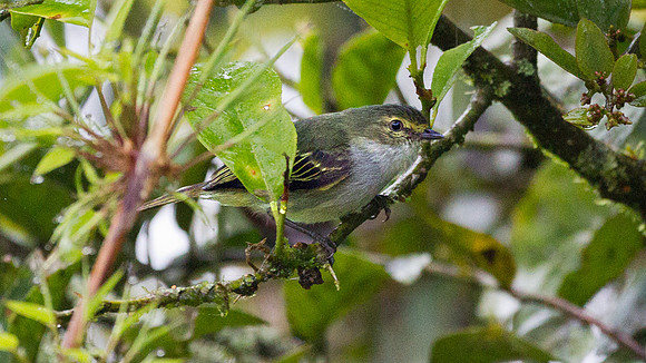 Golden-faced Tyrannulet (Zimmerius chrysops)