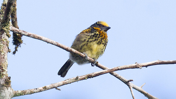 Gilded Barbet (Capito auratus)