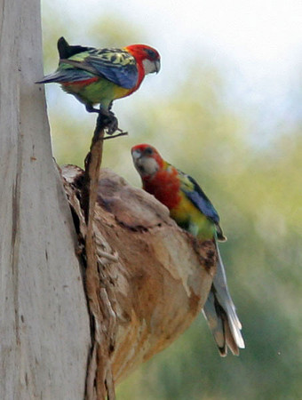 Eastern Rosella (Platycercus eximius)