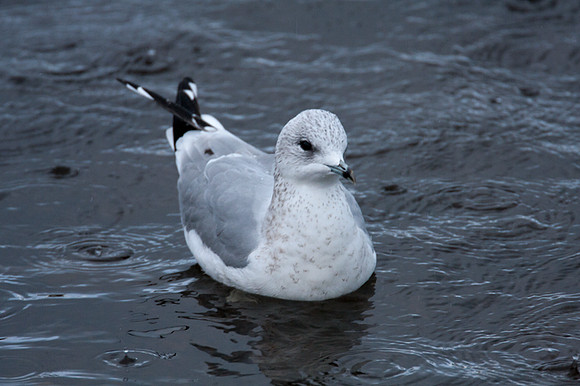 Common Gull (Larus canus)