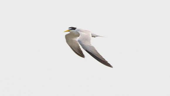 Yellow-billed Tern (Sternula superciliaris)