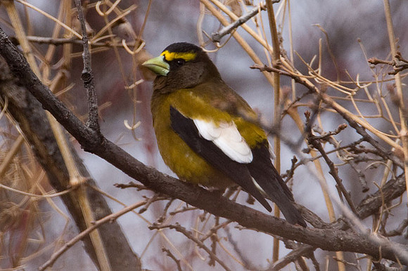 Evening Grosbeak (Coccothraustes vespertinus)