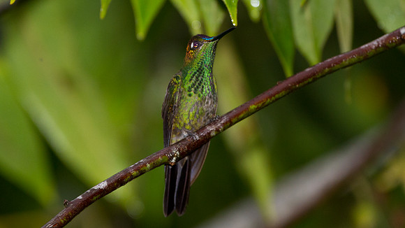 Violet-fronted Brilliant (Heliodoxa leadbeateri)
