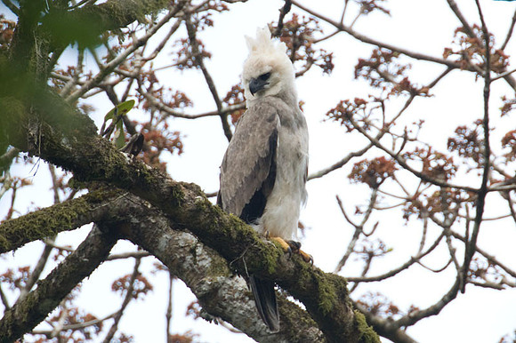 Harpy Eagle (Harpia harpyja) juvenile