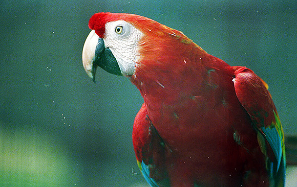 Scarlet Macaw (Ara macao)