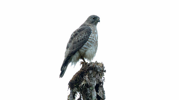 Broad-winged Hawk (Buteo platypterus)