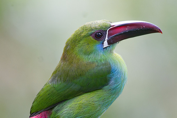 Crimson-rumped Toucanet (Aulacorhynchus haematopygus)