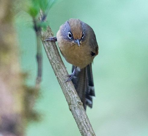 Spectacled barwing (Actinodura ramsayi)